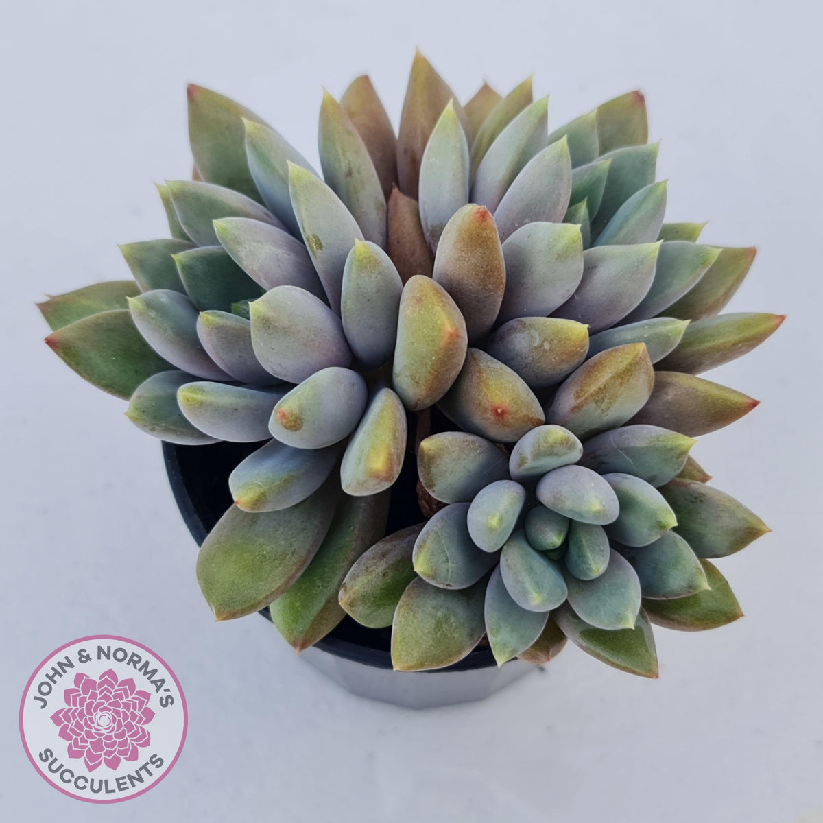 Pachyveria Rough