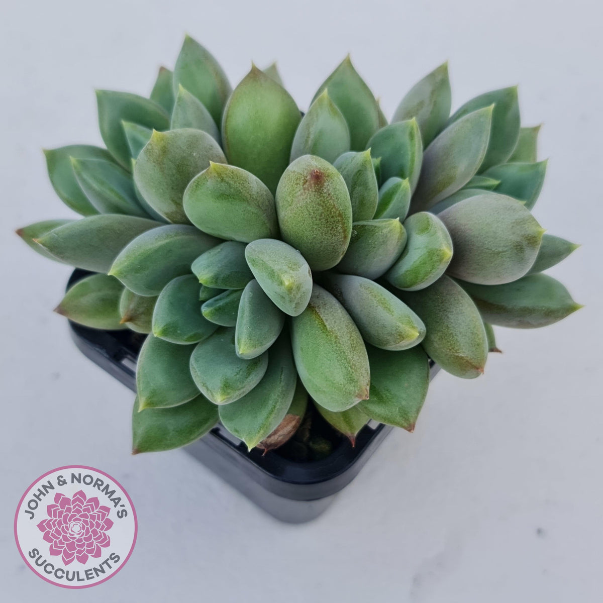 Pachyveria Rough