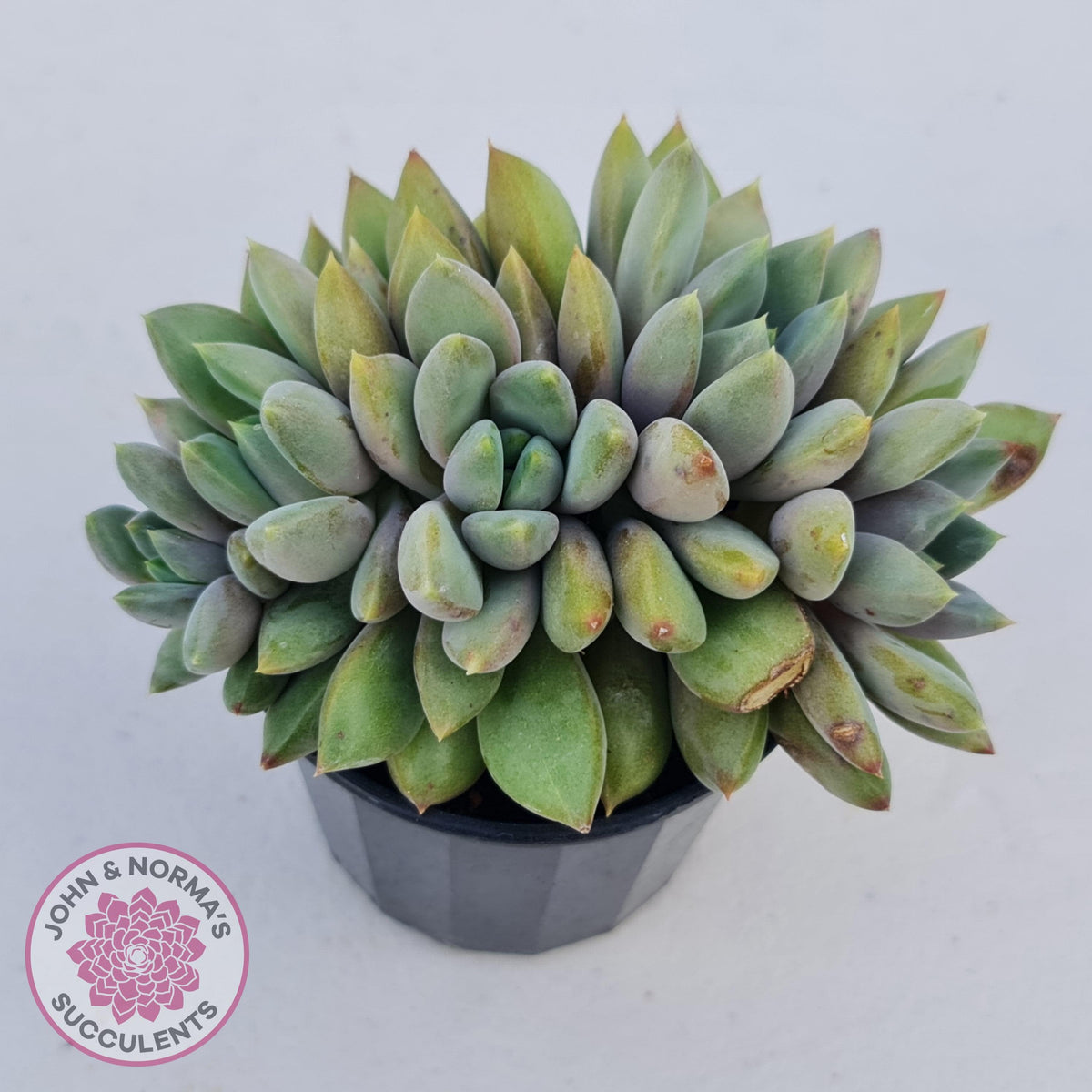 Pachyveria Rough