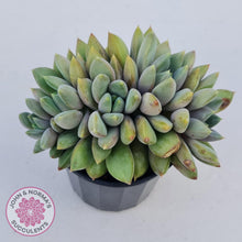 Load image into Gallery viewer, Pachyveria Rough - John &amp; Norma&#39;s Succulents
