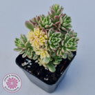 Sedum Joyce Tulloch Variegata