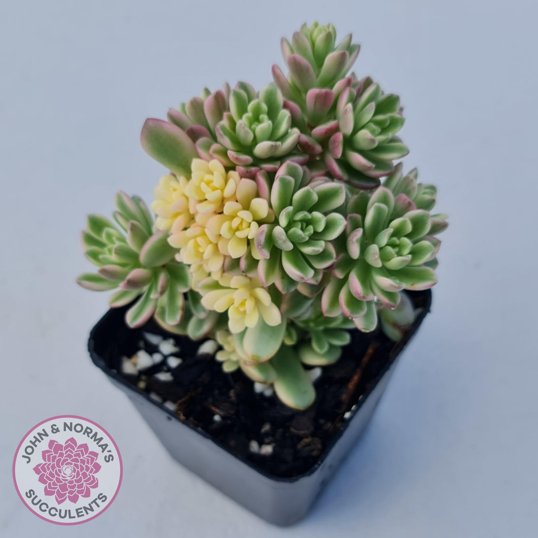 Sedum Joyce Tulloch Variegata by - 70mm Multi Heads - John & Norma's Succulents