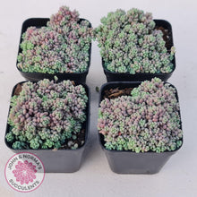 Load image into Gallery viewer, Sedum dasyphyllum Lilac Mound - John &amp; Norma&#39;s Succulents
