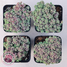 Sedum dasyphyllum 'Lilac Mound'