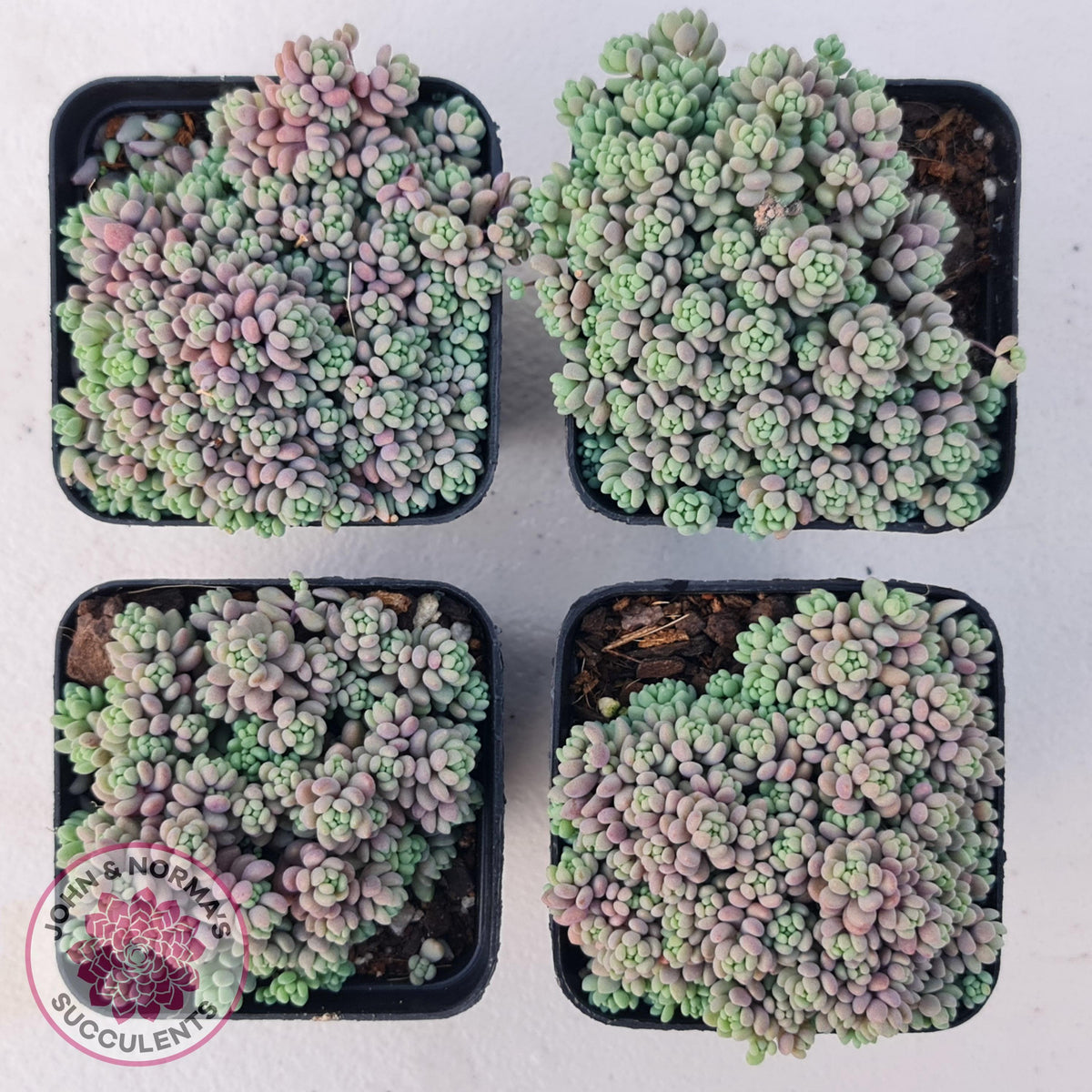 Sedum dasyphyllum 'Lilac Mound'