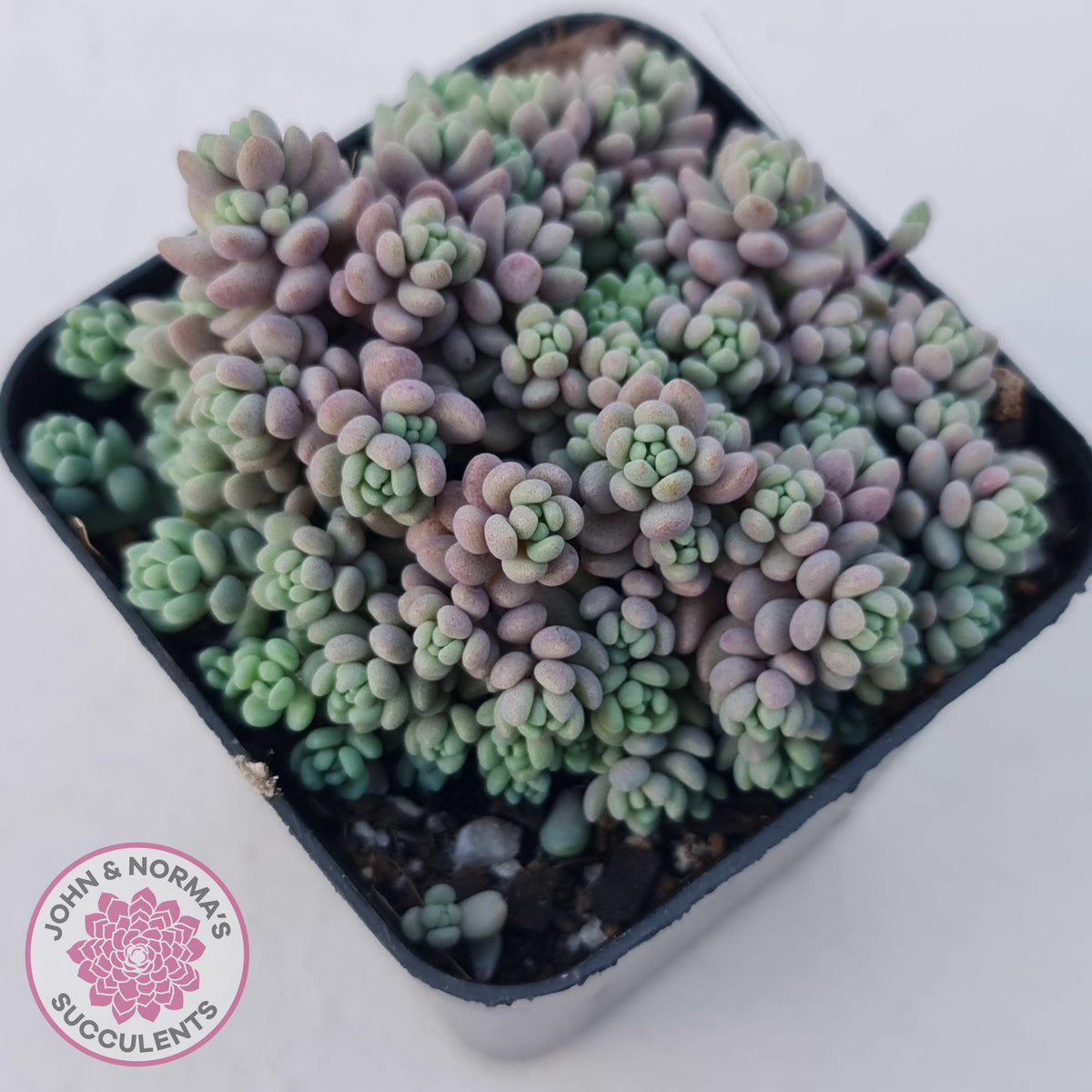 Sedum dasyphyllum 'Lilac Mound'