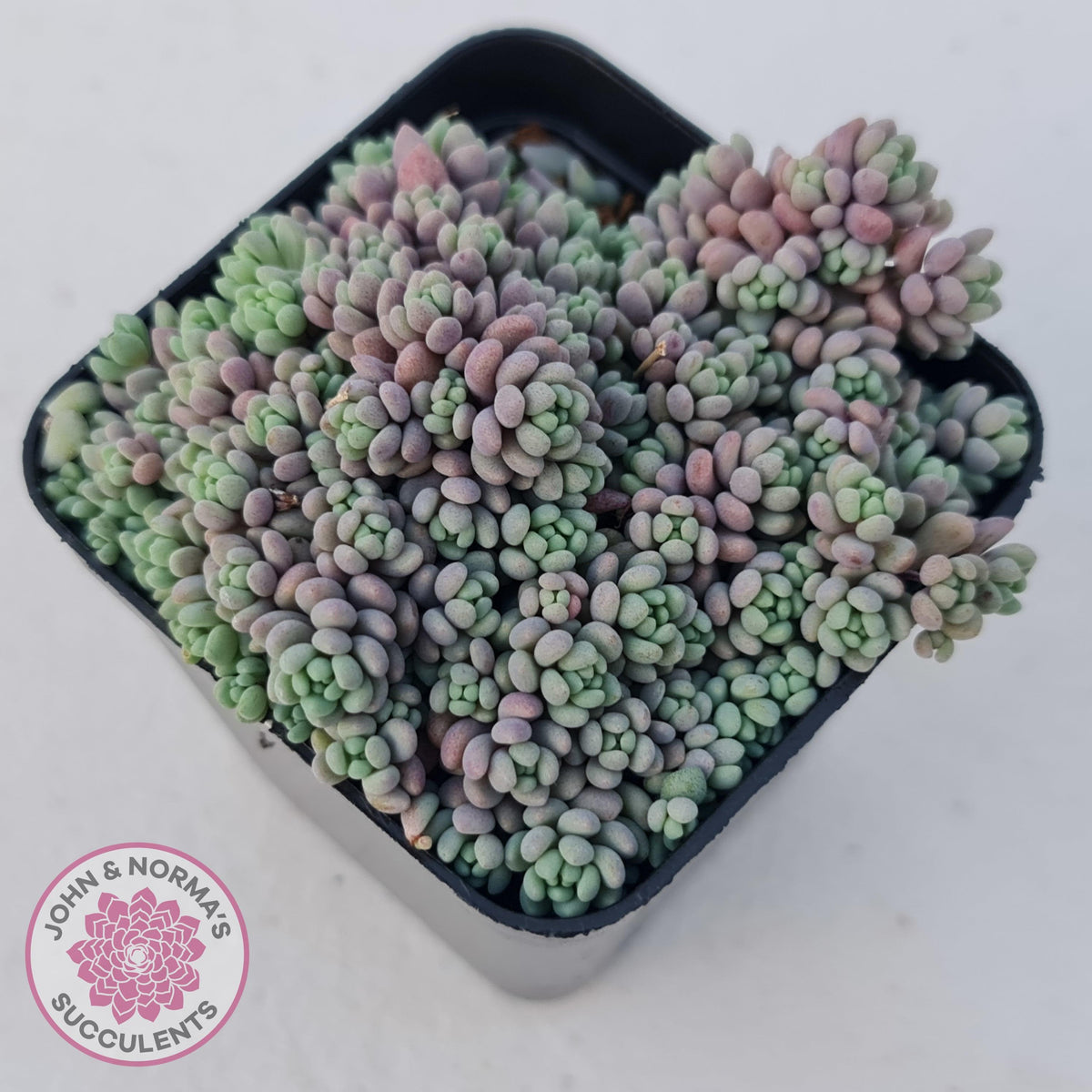 Sedum dasyphyllum 'Lilac Mound'