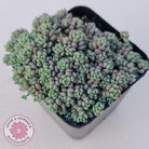 Sedum dasyphyllum 'Lilac Mound'
