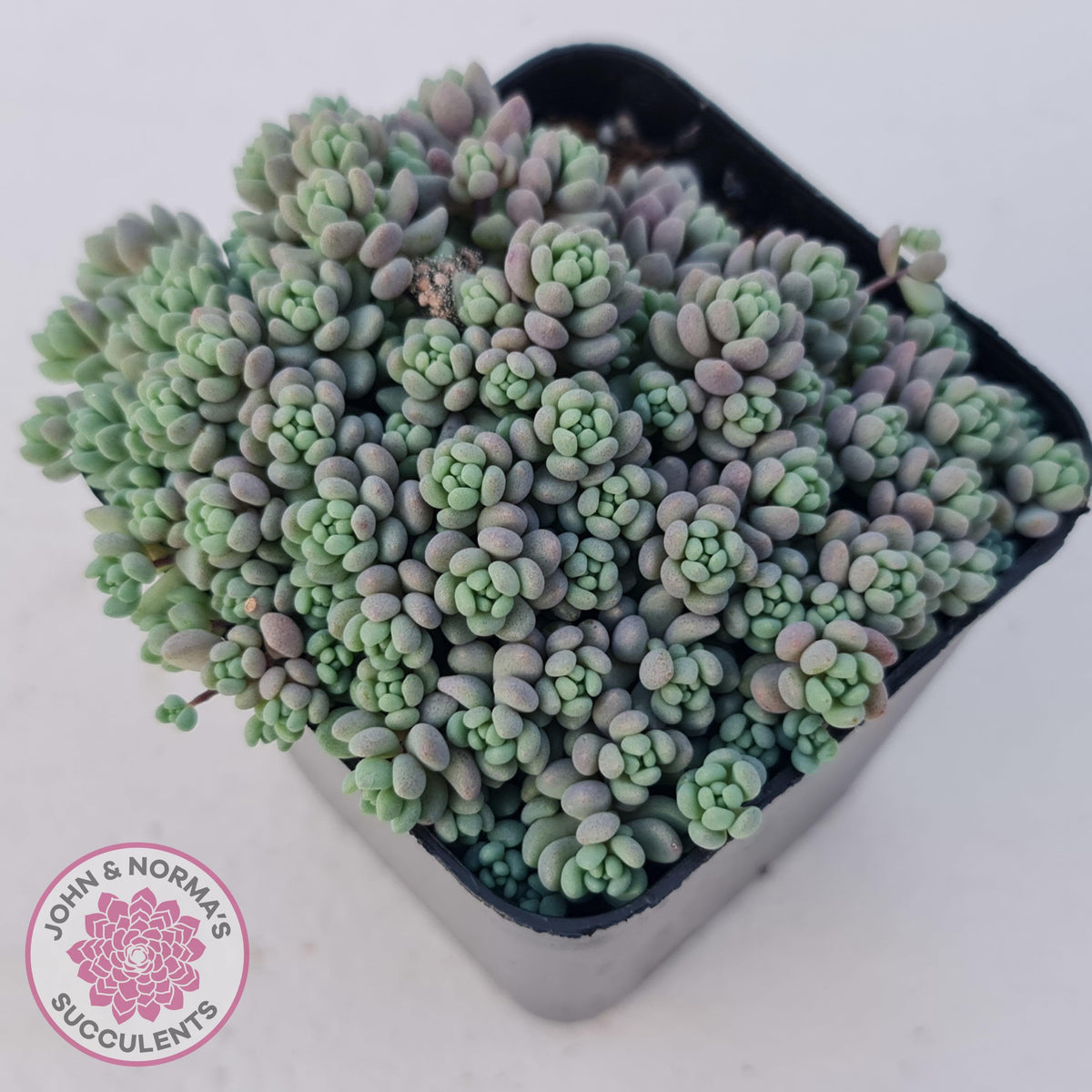 Sedum dasyphyllum 'Lilac Mound'
