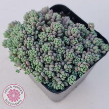 Load image into Gallery viewer, Sedum dasyphyllum Lilac Mound - John &amp; Norma&#39;s Succulents
