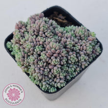 Load image into Gallery viewer, Sedum dasyphyllum Lilac Mound - John &amp; Norma&#39;s Succulents
