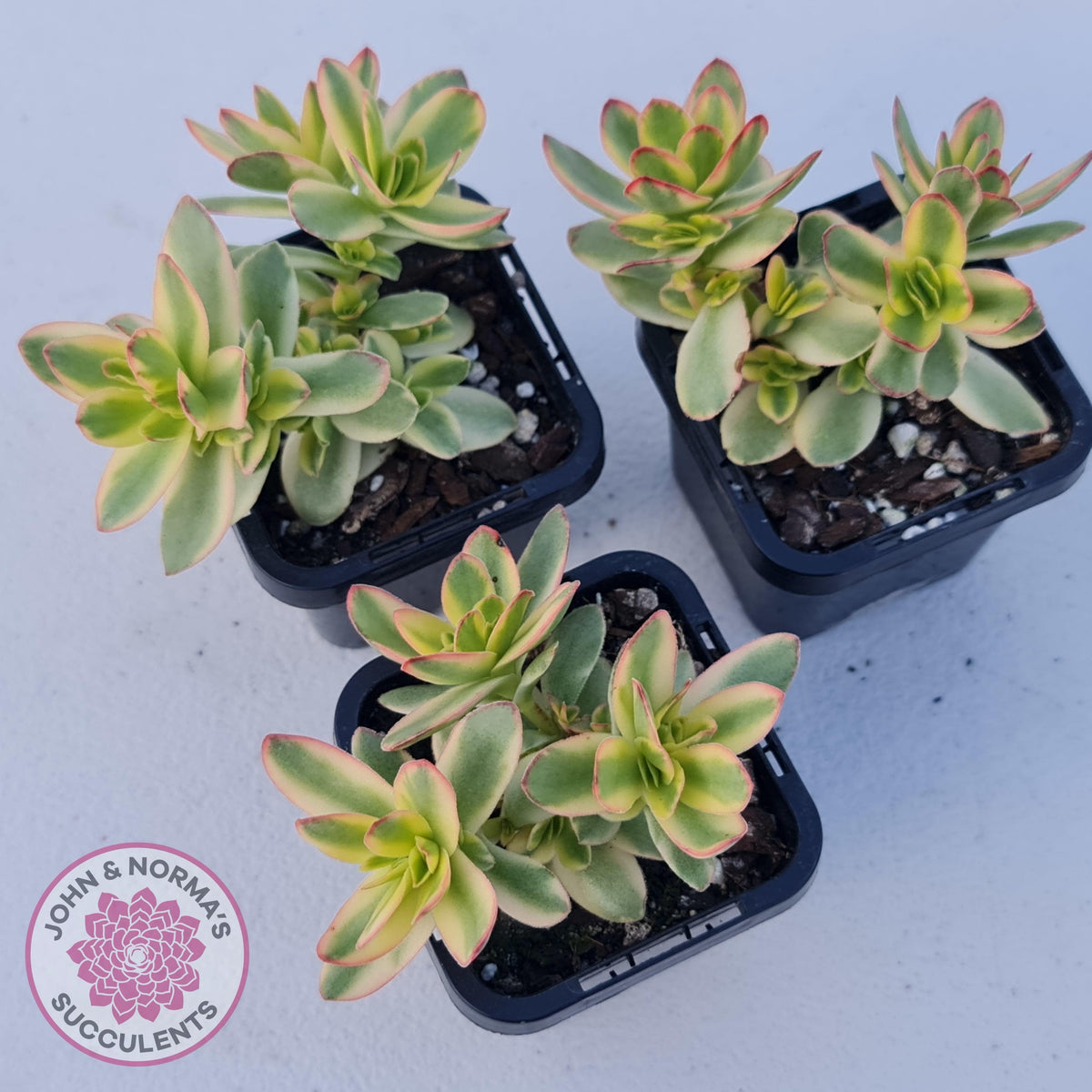 Crassula dejecta variegata
