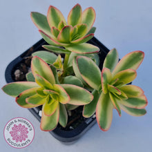 Load image into Gallery viewer, Crassula dejecta variegata - John &amp; Norma&#39;s Succulents
