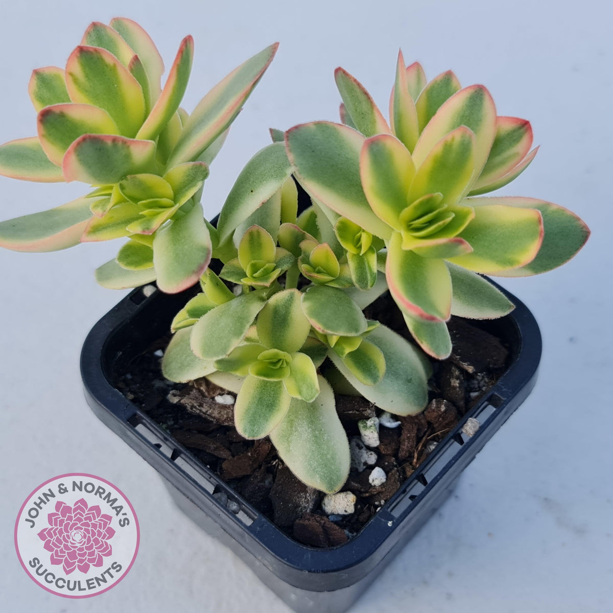 Crassula dejecta variegata