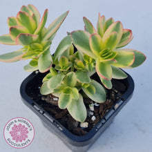 Load image into Gallery viewer, Crassula dejecta variegata - John &amp; Norma&#39;s Succulents
