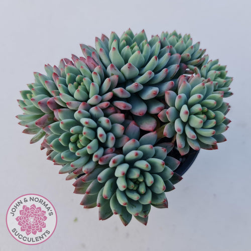 Sedeveria 'Blue Elf' - John & Norma's Succulents