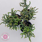 Crassula muscosa Monstrose