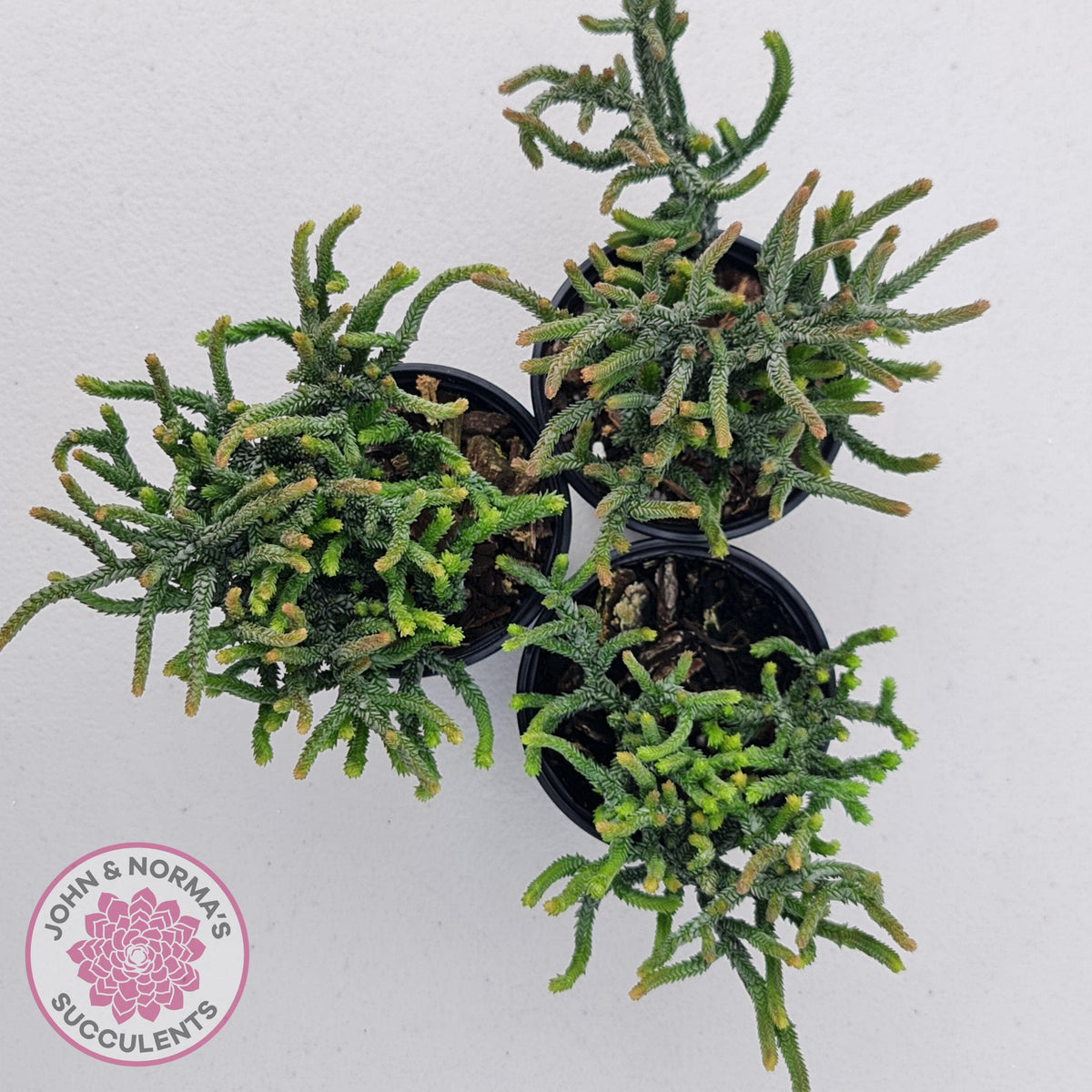 Crassula muscosa Monstrose