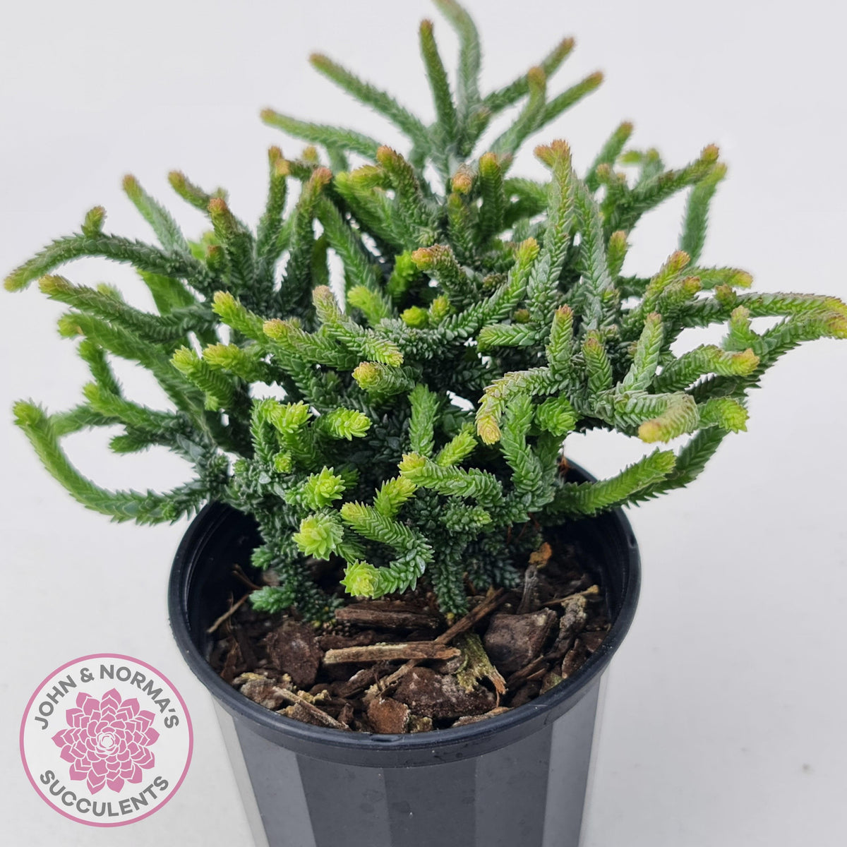Crassula muscosa Monstrose