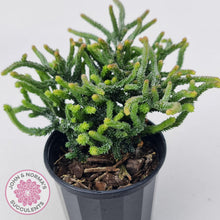 Load image into Gallery viewer, Crassula Muscosa Monstrose - John &amp; Norma&#39;s Succulents
