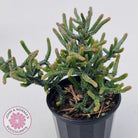 Crassula muscosa Monstrose