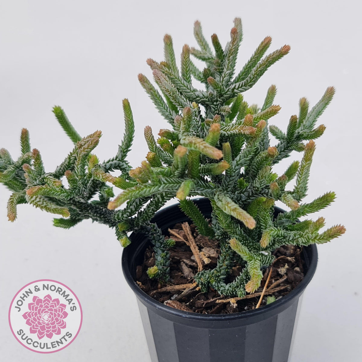 Crassula muscosa Monstrose