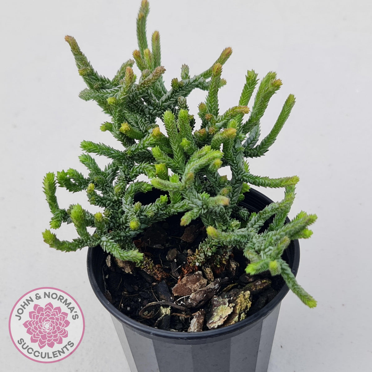 Crassula muscosa Monstrose