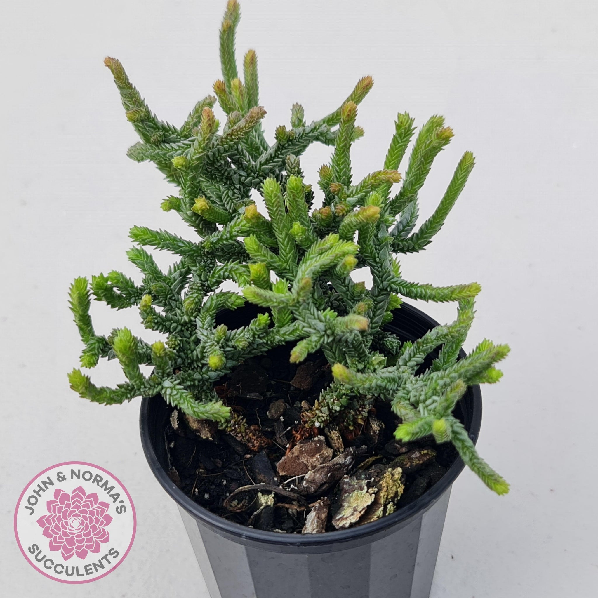 muscosa succulent Buy Crassula muscosa Monstrose Australia
