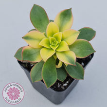 Load image into Gallery viewer, Aeonium haworthii &#39;Dream Color&#39; aka &#39;Kiwi&#39; - John &amp; Norma&#39;s Succulents
