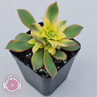 Aeonium haworthii 'Dream Color' aka 'Kiwi'