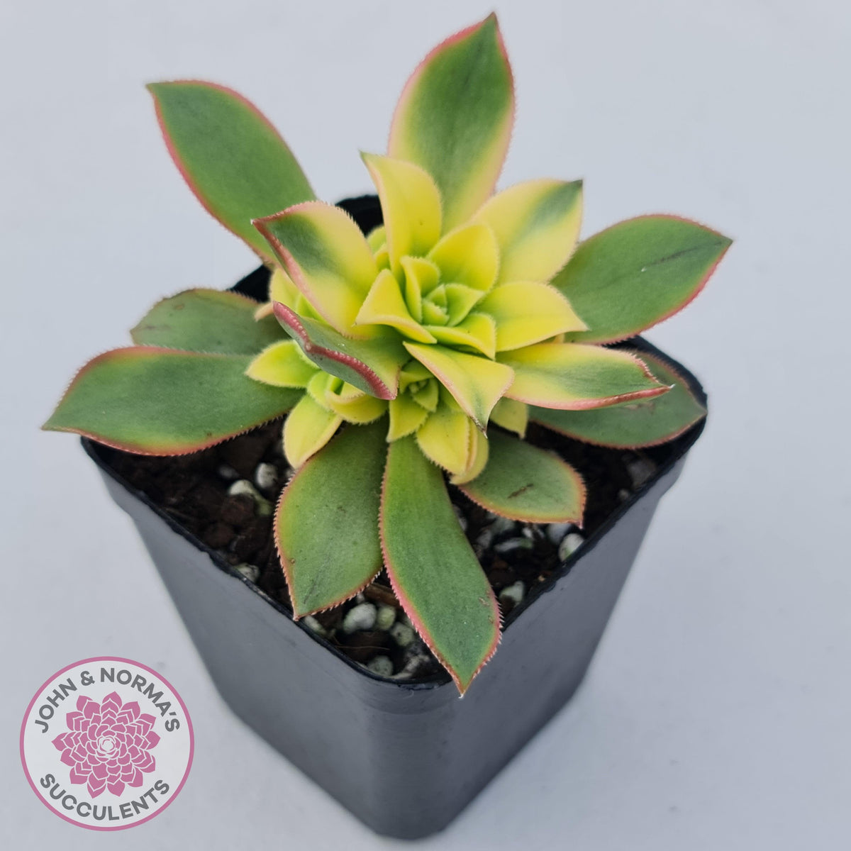 Aeonium haworthii 'Dream Color' aka 'Kiwi'