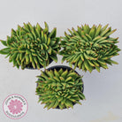 Echeveria Agavoides Crested