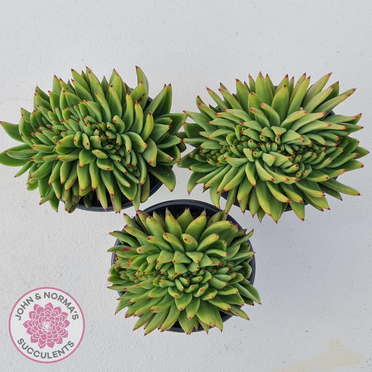 Echeveria Agavoides Crested
