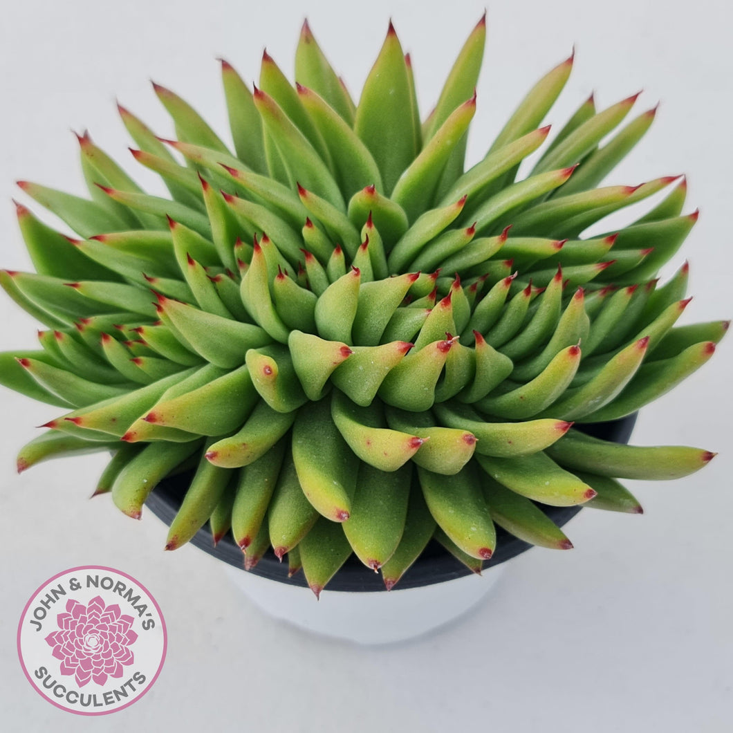 Echeveria Agavoides Crested - John & Norma's Succulents