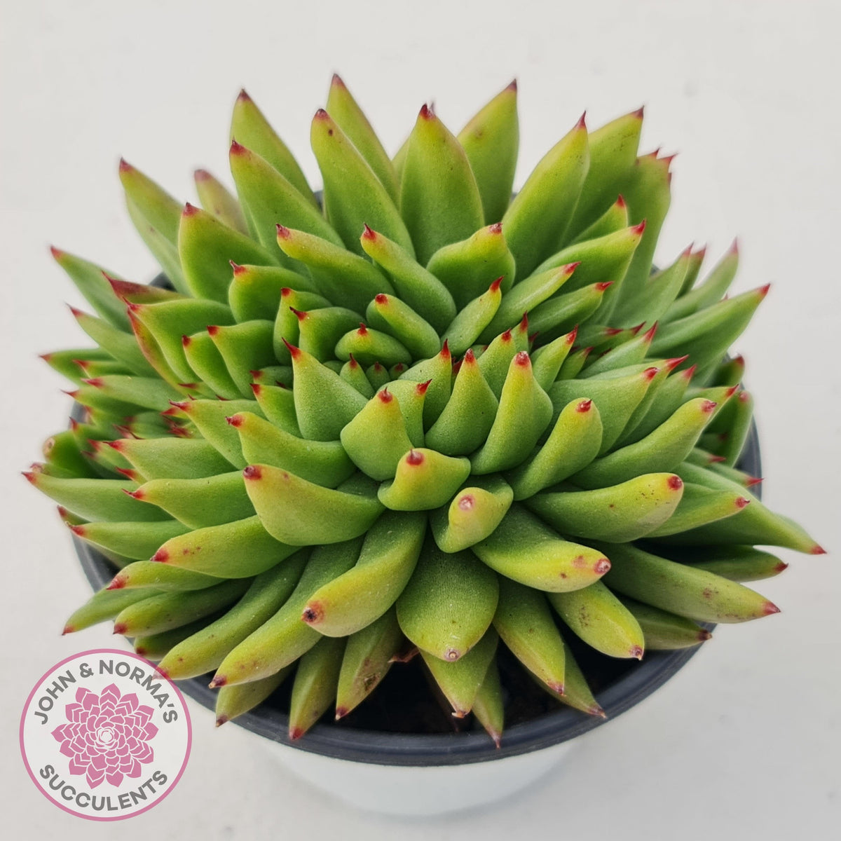 Echeveria Agavoides Crested