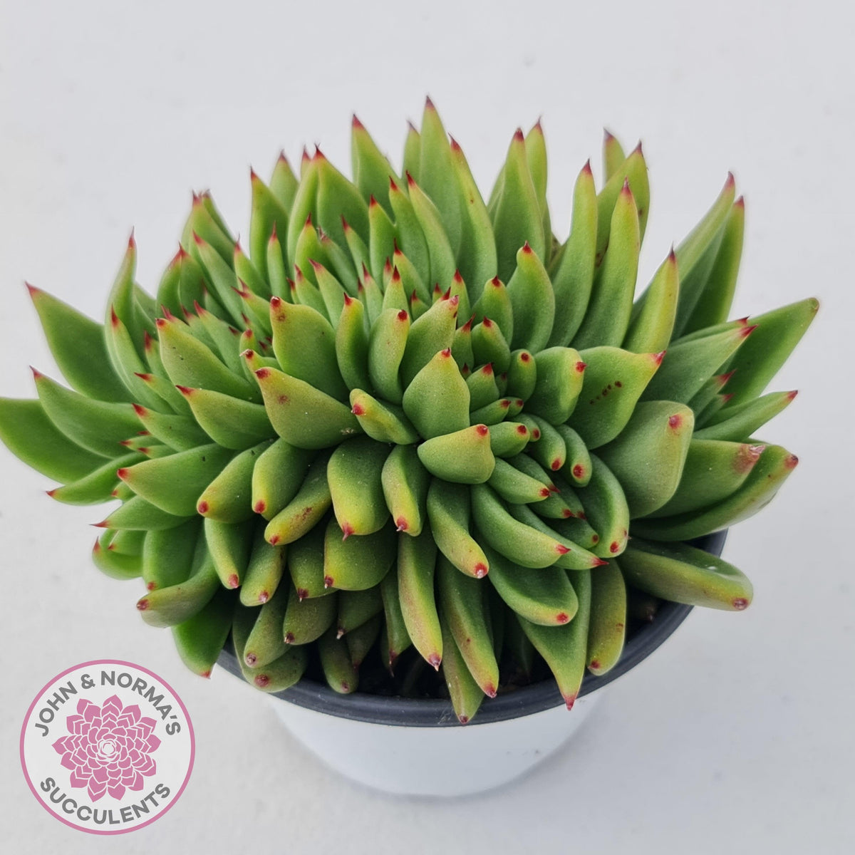Echeveria Agavoides Crested