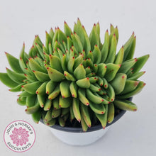 Load image into Gallery viewer, Echeveria Agavoides Crested - John &amp; Norma&#39;s Succulents
