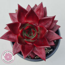 Load image into Gallery viewer, Echeveria Agavoides Romeo Rubin - Large - John &amp; Norma&#39;s Succulents
