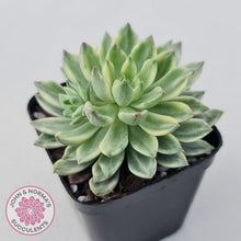 Load image into Gallery viewer, Echeveria Green Emerald variegata - John &amp; Norma&#39;s Succulents
