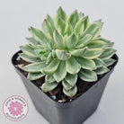 Echeveria Green Emerald variegata