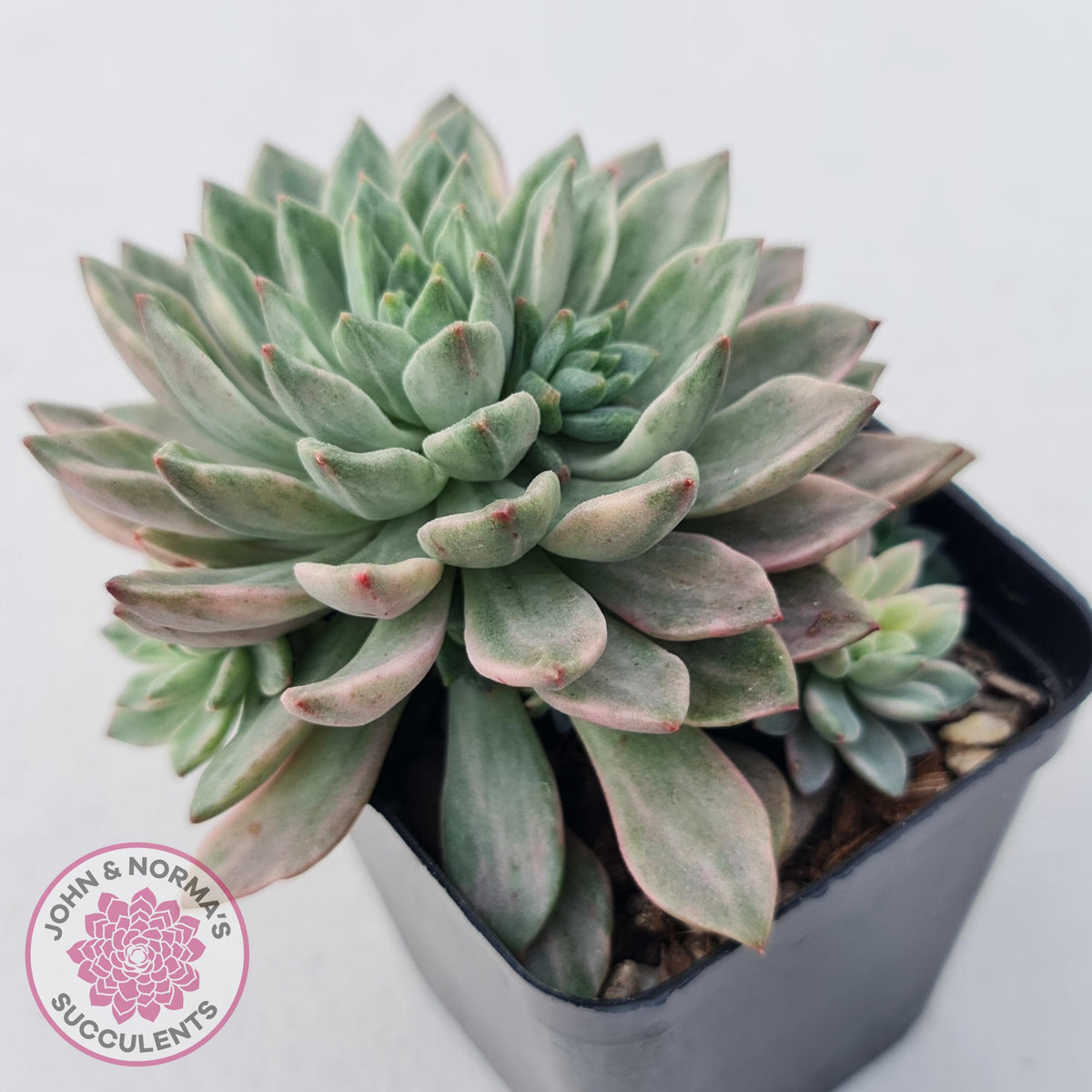 Echeveria Green Emerald variegata