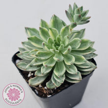 Load image into Gallery viewer, Echeveria Green Emerald variegata - John &amp; Norma&#39;s Succulents
