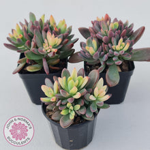 Load image into Gallery viewer, Echeveria manaudes variegated - John &amp; Norma&#39;s Succulents
