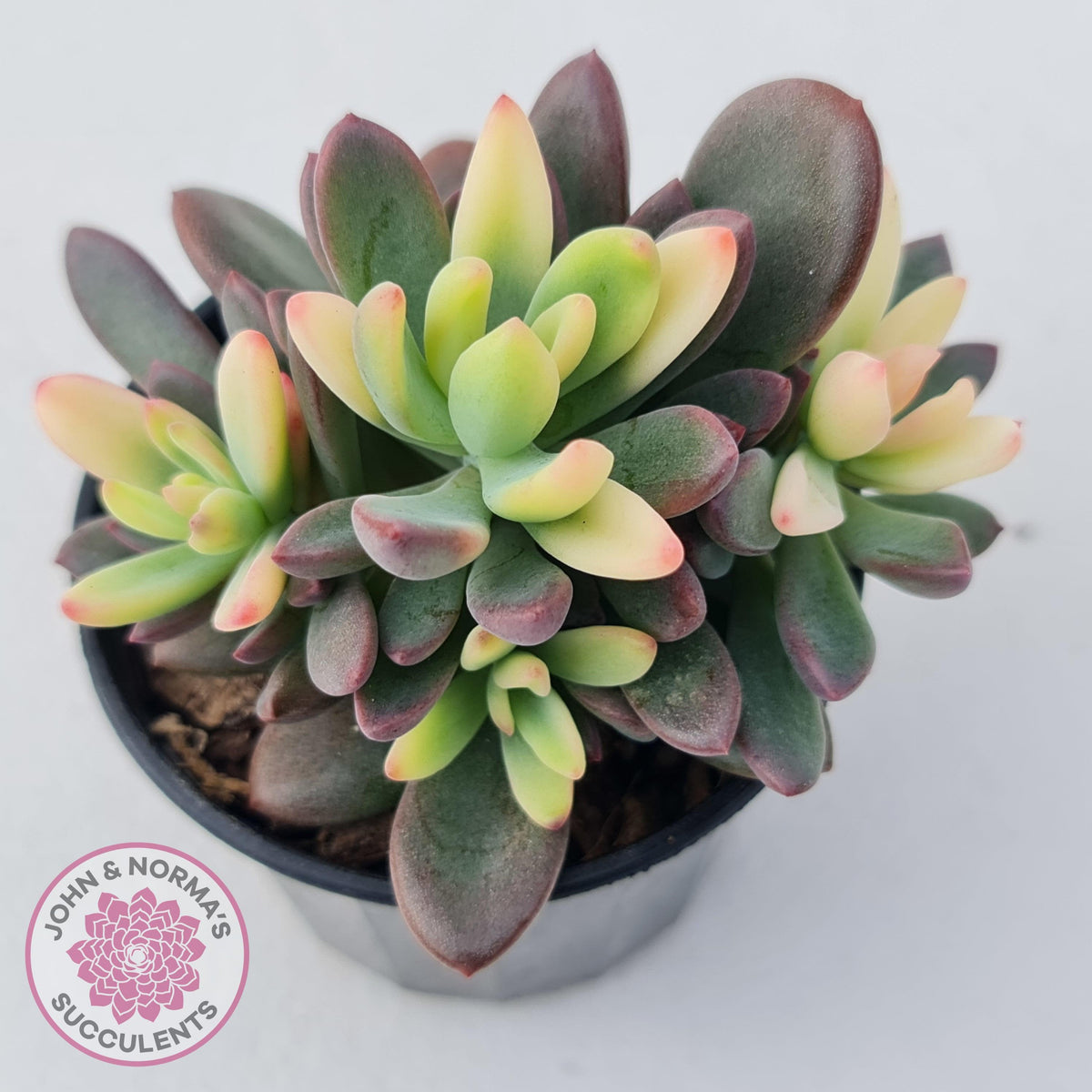 Echeveria manaudes variegated
