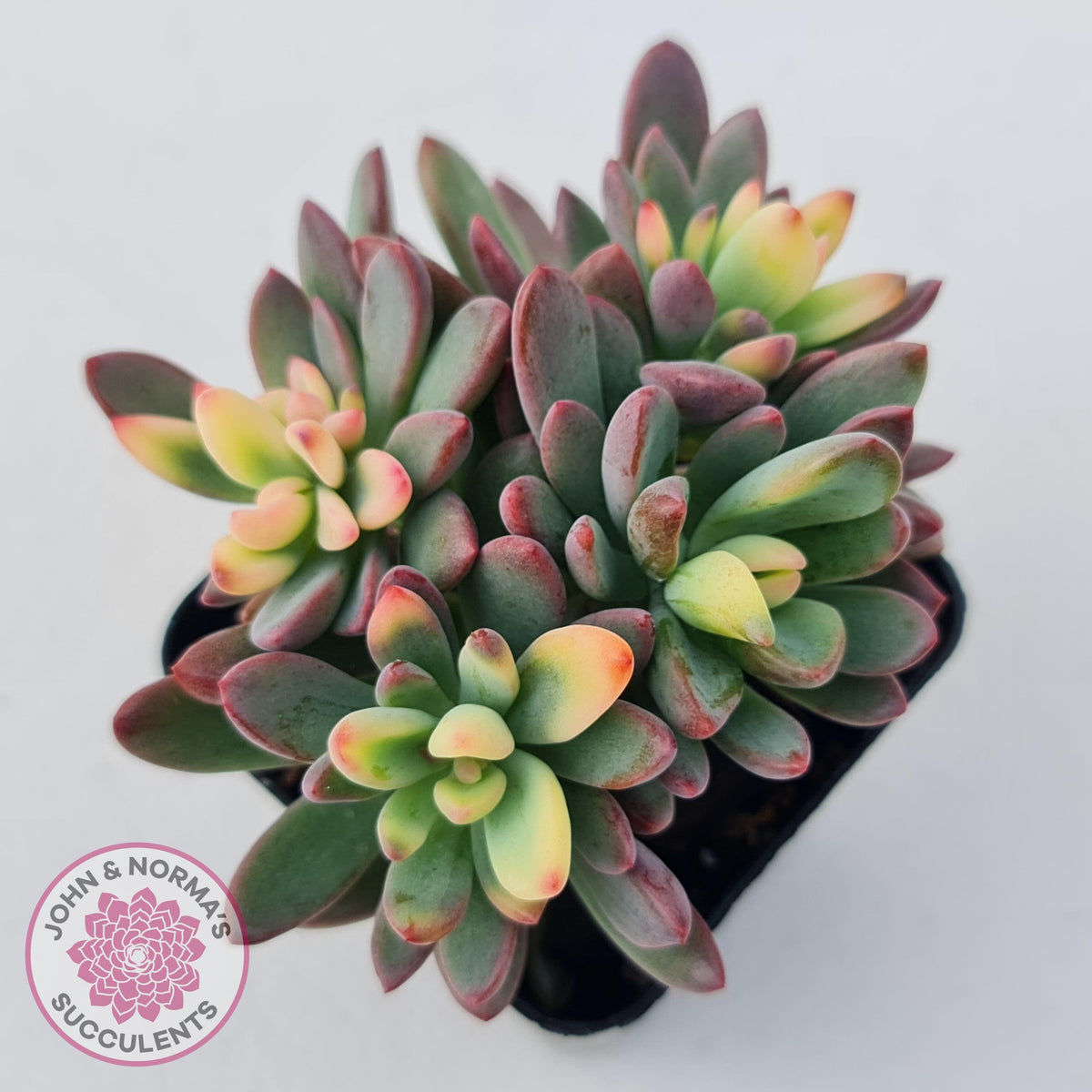 Echeveria manaudes variegated
