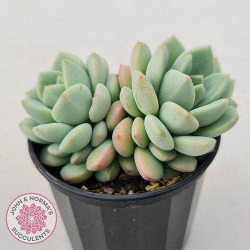 Sedeveria Spring Jade - John & Norma's Succulents
