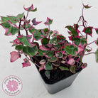 Senecio macroglossus variegata - Wax Vine