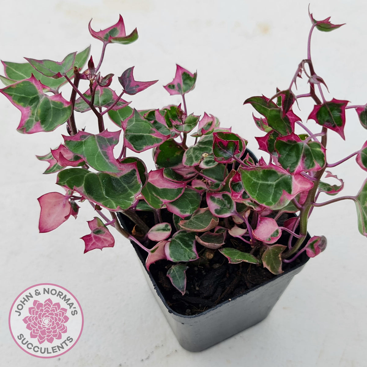 Senecio macroglossus variegata - Wax Vine