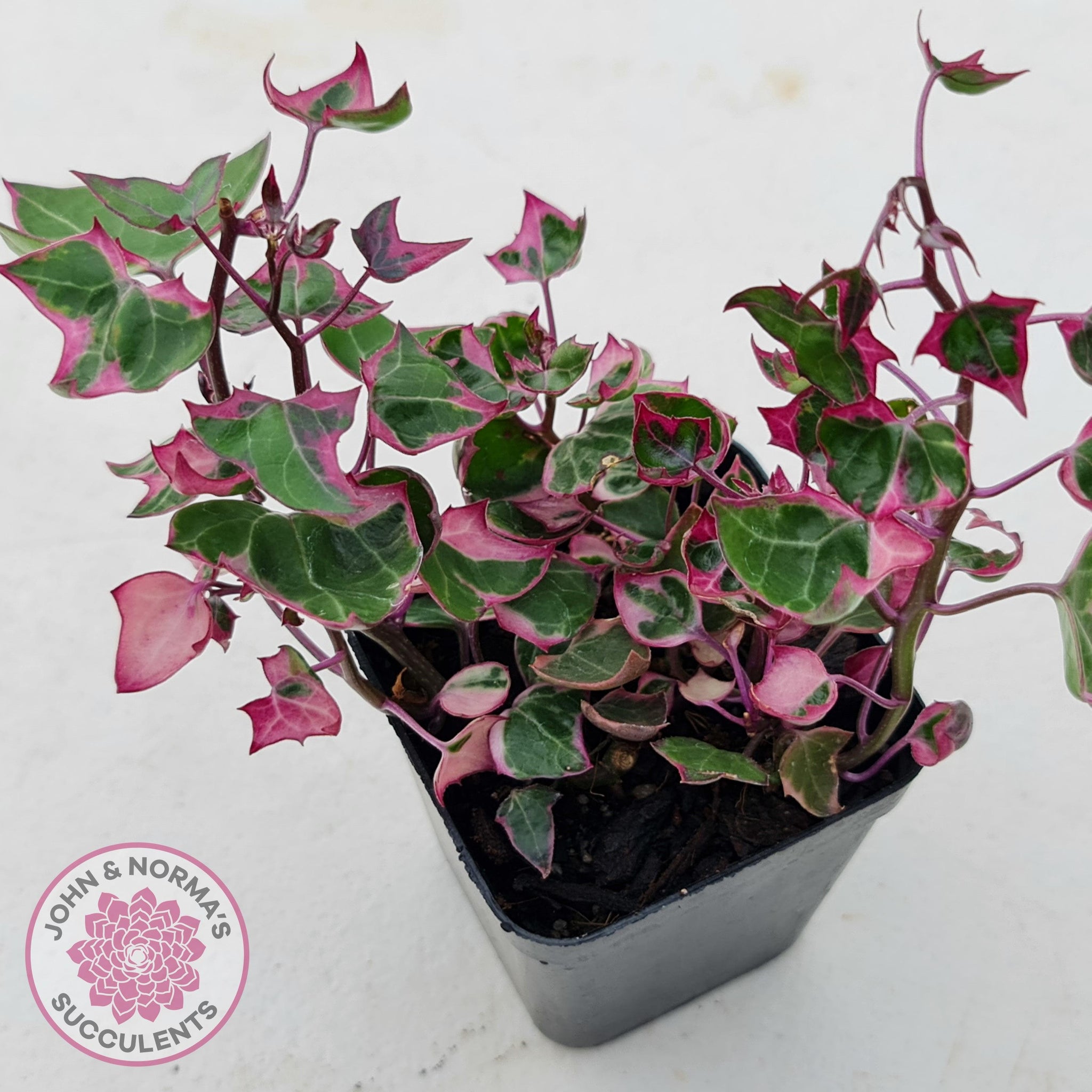 Buy Senecio macroglossus variegata - Wax Vine Australia