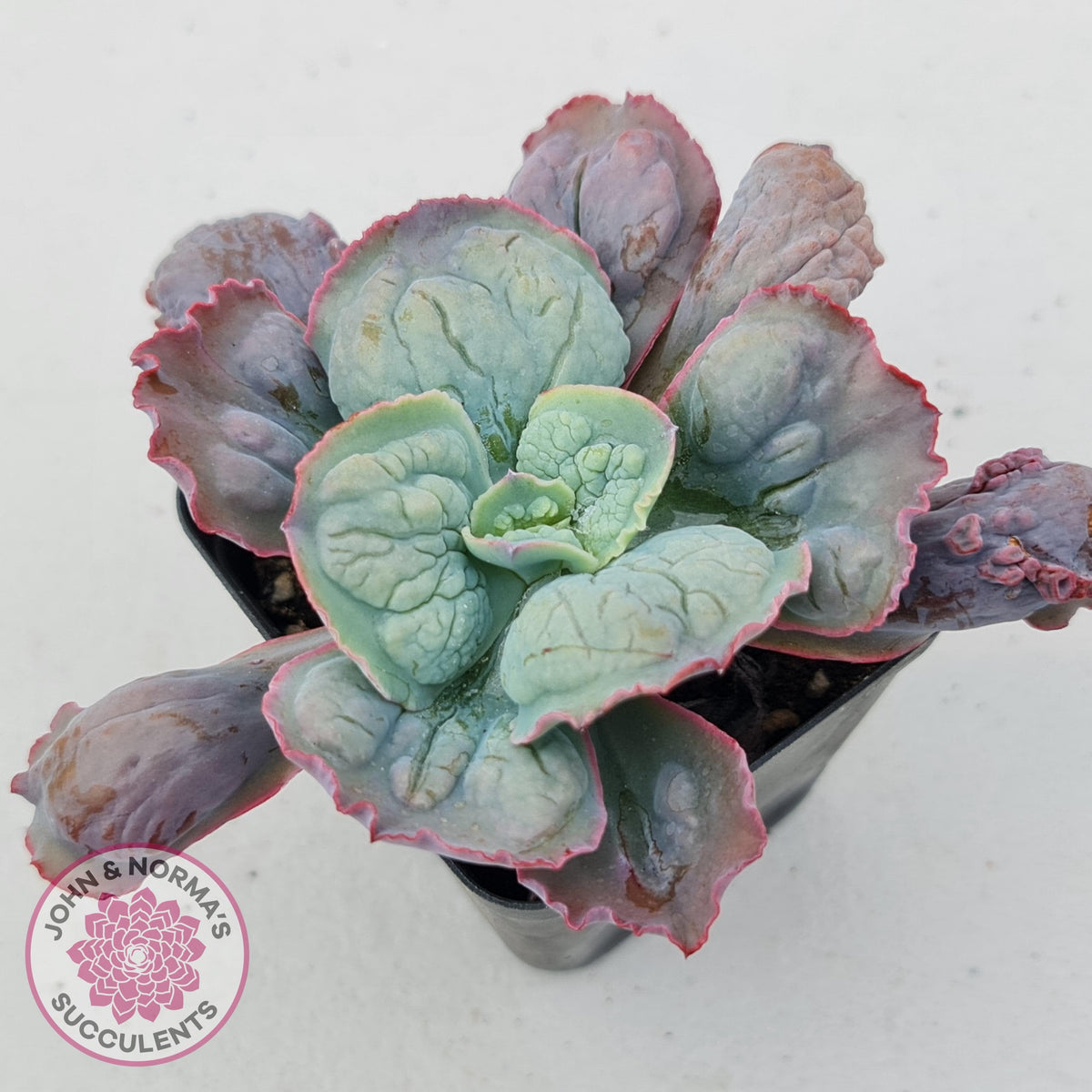 Echeveria Etna